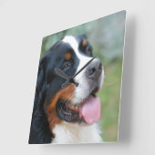 Cute Bernese Wall Clock Vierkante Klok (Hoek)
