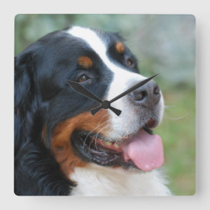 Cute Bernese Wall Clock Vierkante Klok