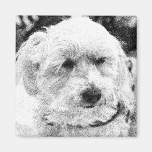 Cute Bichon Dog Face Sketch Favoriete Breedte Magneet