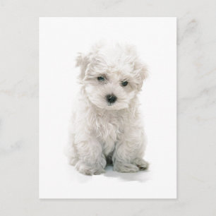 Cute Bichon Frise Briefkaart