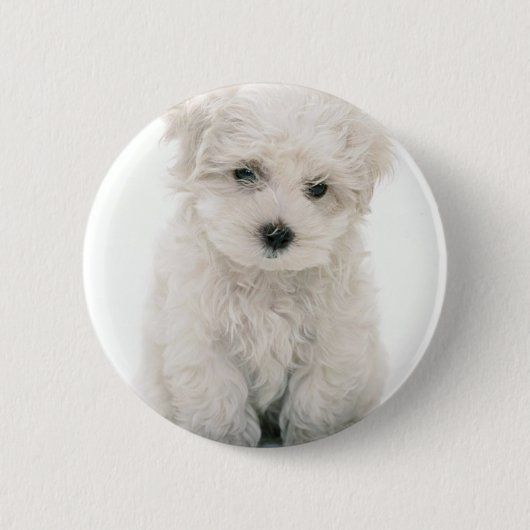 Cute Bichon Frise Round Button (Voorkant)
