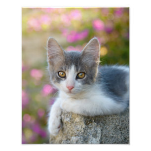 Cute Bicolor Cat Kitten Pink Flowers - Paperprint Foto Afdruk