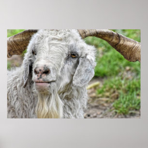 Cute Billy Goat Poster
