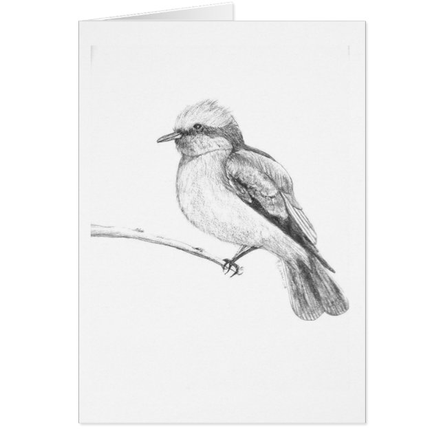 Cute Bird die ieders aandacht trekt. (Voorkant)