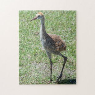 Cute Bird Natuur Wildlife Florida Sandhill Crane Legpuzzel