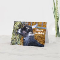 Cute Black Baby Goat Eating Hay Birthday