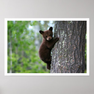 Cute Black Bear Cub Escalade un arbre Poster