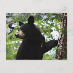 Cute Black Beer Cub klimt op de boom in het bos Briefkaart