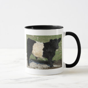 Cute Black Belted Galloway Calf Mok