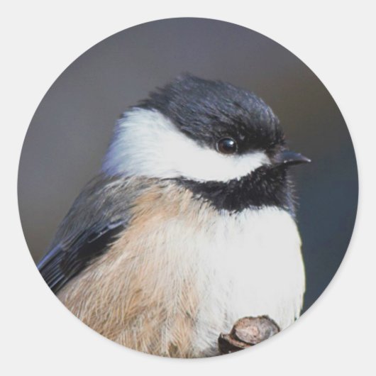Cute Black Capped Chickadee on Branch Ronde Sticker (Voorkant)