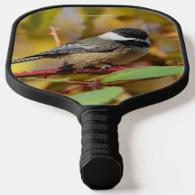 Cute Black Capped Chickadee on the Branch