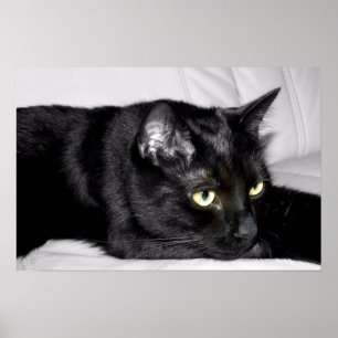 Cute Black Cat Portrait Poster