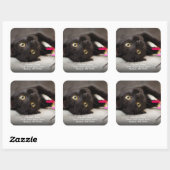 Cute Black Cat Return-adres Vierkante Sticker (Vel)