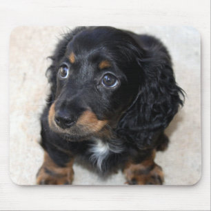Cute black Dachshund Puppy Dog Muismat