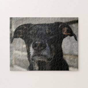 Cute Black Dog Lab Shepherd Mix Breed Hard Evil Legpuzzel