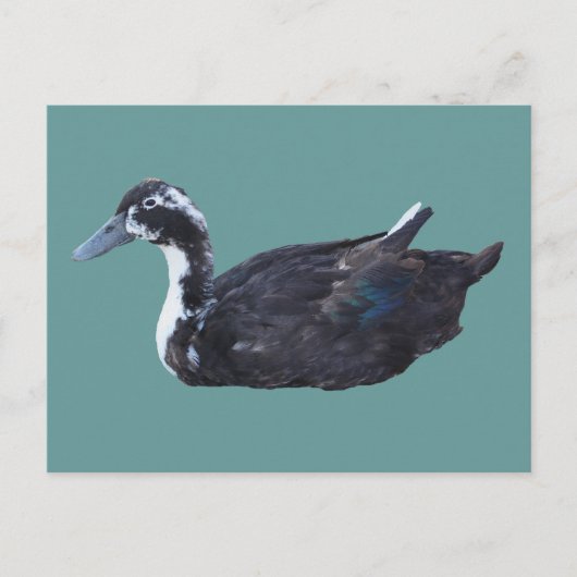 Cute Black Duck Boerderij Animal Briefkaart (Voorkant)
