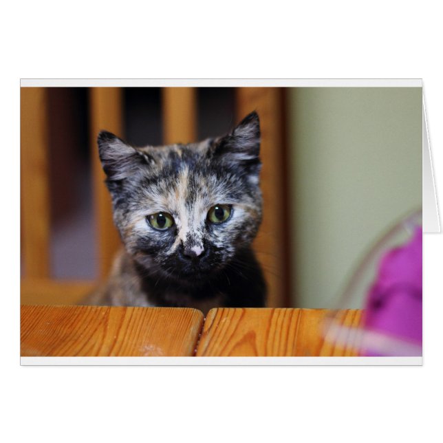 Cute Black en White Kitten (Voorkant Horizontaal)