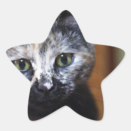 Cute Black en White Kitten Ster Sticker (Voorkant)