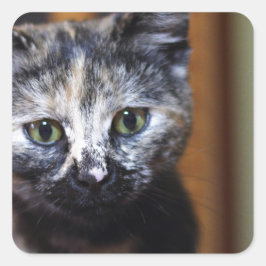 Cute Black en White Kitten Vierkante Sticker