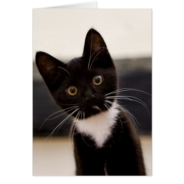 Cute Black en White Tuxedo Kitten (Voorkant)