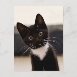 Cute Black en White Tuxedo Kitten Briefkaart