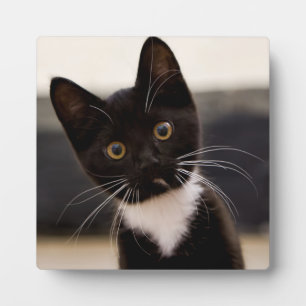Cute Black en White Tuxedo Kitten Fotoplaat
