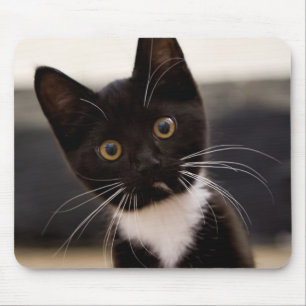 Cute Black en White Tuxedo Kitten Muismat