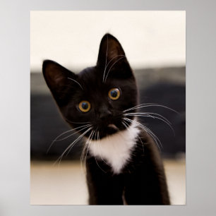 Cute Black en White Tuxedo Kitten Poster