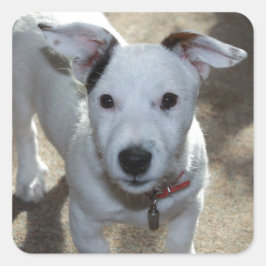 Cute Black en White van Jack Russell Puppy Vierkante Sticker