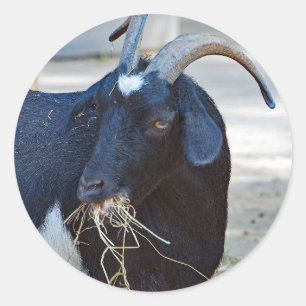Cute Black Goat Photo Ronde Sticker