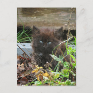 Cute black Kitten Briefkaart