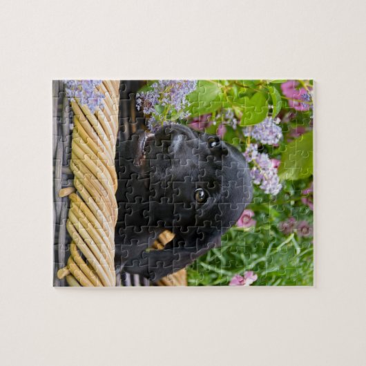 Cute Black Labrador Retriever Dog Puppy Pet Photo Legpuzzel (Horizontaal)