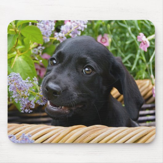 Cute Black Labrador Retriever Dog Puppy Pet Photo Muismat (Voorkant)