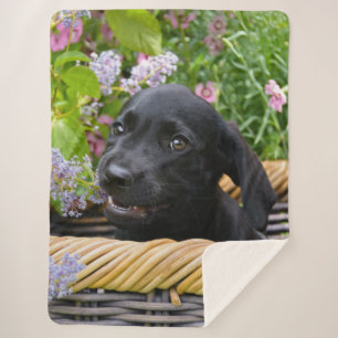 Cute Black Labrador Retriever Dog Puppy Pet Photo Sherpa Deken