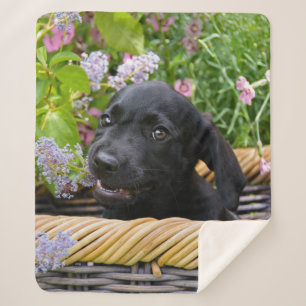 Cute Black Labrador Retriever Dog Puppy Photo - on Sherpa Deken