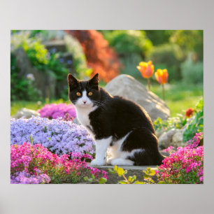 Cute Black White Cat in een kleurrijke bloeiende t Poster