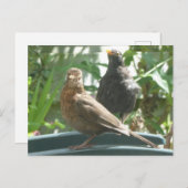 Cute Blackbird Pair DIY Briefkaart (Voorkant / Achterkant)