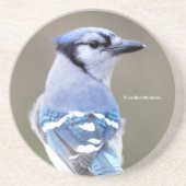Cute Bleu Jay Songbird sur Dessous de verre Treest (Devant)