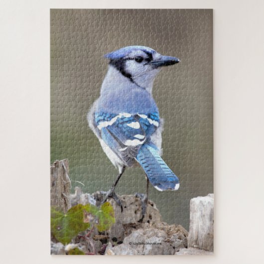 Cute Bleu Jay Songbird sur Treestump Jigsaw Puzzle (Vertical)