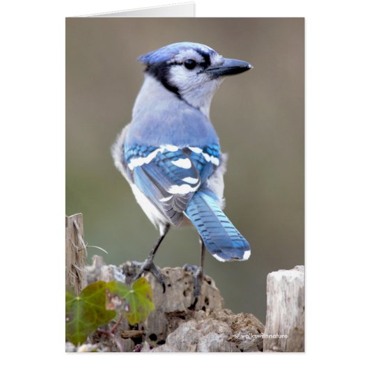 Cute Blue Jay Songbird on Treestump (Voorkant)
