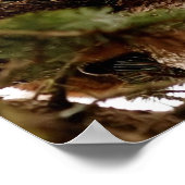 Cute Bobcat Kitten dans une affiche d'arbre (Coin)