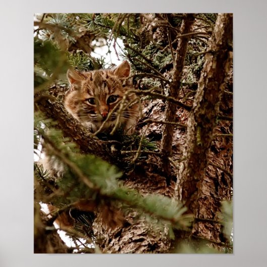 Cute Bobcat Kitten dans une affiche d'arbre (Devant)