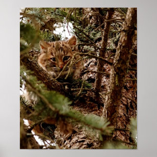 Cute Bobcat Kitten in een Poster