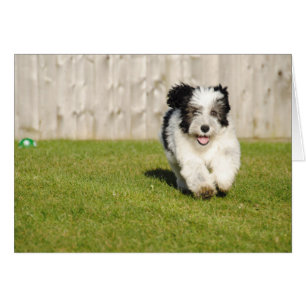 Cute Bobtail Sheepdog