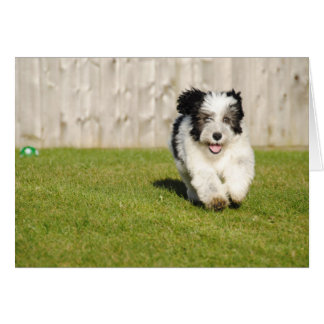 Cute Bobtail Sheepdog