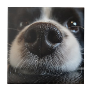 Cute Border Collie Nose Closeup Tegeltje
