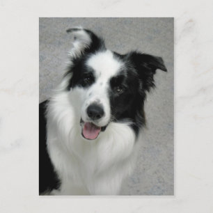 Cute Border Collie Photo Portrait Briefkaart