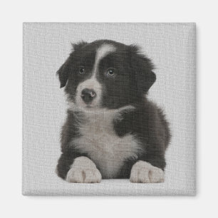 Cute Border Collie Puppy Dog Custom Magnet Magneet
