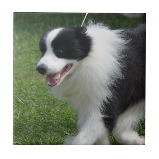 Cute Border Collie Puppy Tegeltje (Voorkant)