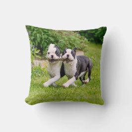 Cute Boston Terrier dogs puppies spelen Kussen